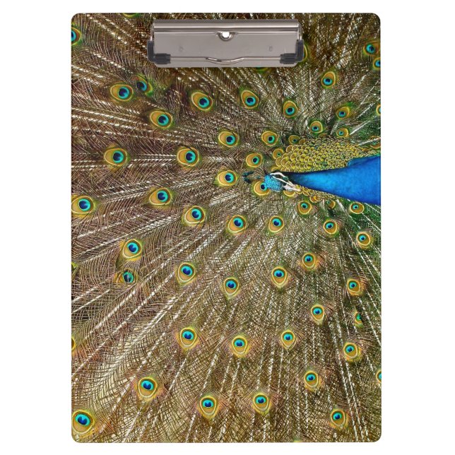 Carpeta De Pinza Peacock Tail Feathers (Anverso)