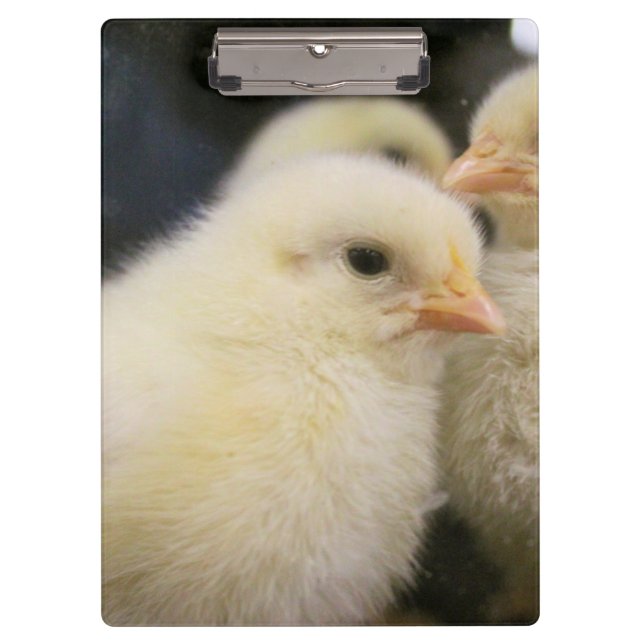 Carpeta De Pinza Peeps (Anverso)