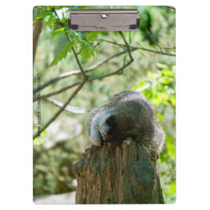 Carpeta De Pinza Pegatinas de Mapache Durmiente