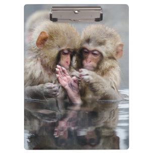 Carpeta De Pinza Pequeñas aguas termales de los monos el , Japón