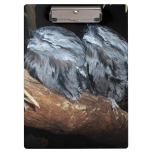 Carpeta De Pinza "Perca soñadora: lechuzas sueñas Tawny Frogmouth"
