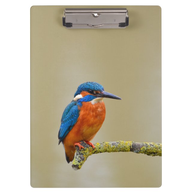 Carpeta De Pinza Perching Kingfisher (Anverso)