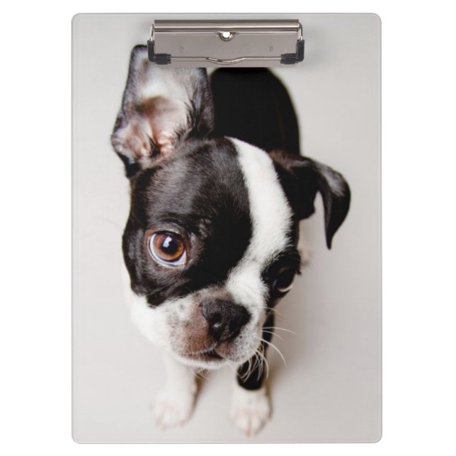 Carpeta De Pinza Perrito de Edison Boston Terrier (Anverso)