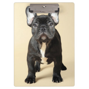 Carpeta De Pinza Perrito del bulldog francés