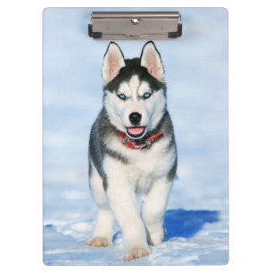 Carpeta De Pinza Perro cachorro cocido en la nieve