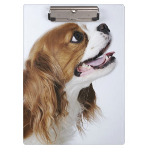 Carpeta De Pinza Perro de aguas de rey Charles arrogante, vista