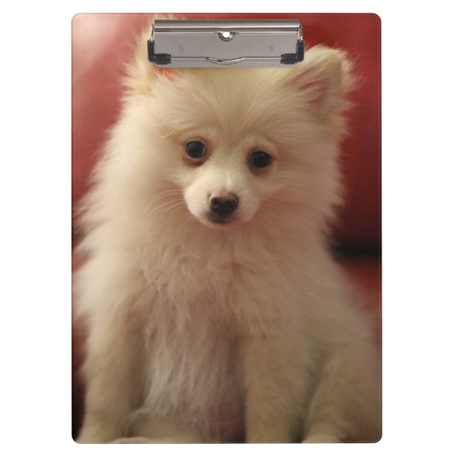 Carpeta De Pinza Perro de Cute Pomerania (Anverso)