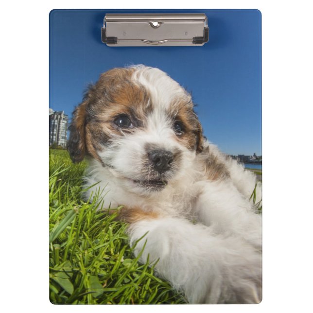 Carpeta De Pinza Perro de perrito lindo (Shitzu) (Anverso)