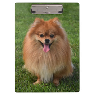 Carpeta De Pinza Perro de pipa marrón esponjoso