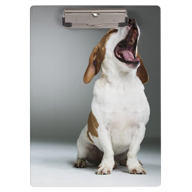 Carpeta De Pinza Perro mezclado de la raza que bosteza (Anverso)