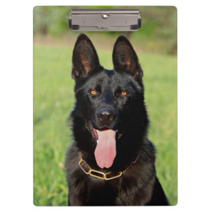 Carpeta De Pinza Perro pastor negro alemán - Cachorro GSD