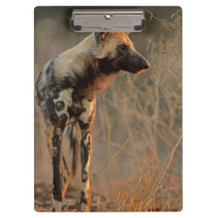 Carpeta De Pinza Perro Salvaje Africano (Lycaon Pictus), Kruger