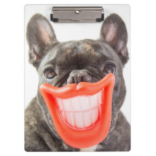 Carpeta De Pinza Perro sonriente de las imágenes el   A de Getty