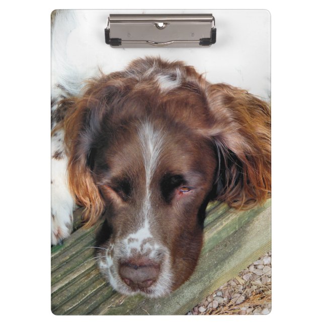 CARPETA DE PINZA PERRO SPANIEL (Anverso)