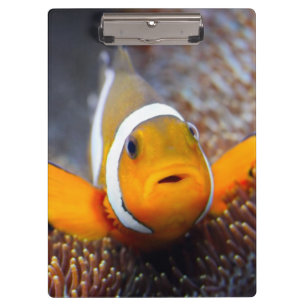 Carpeta De Pinza Pescados tropicales del filón - Clownfish