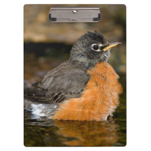 Carpeta De Pinza Petirrojo americano bañándose 2