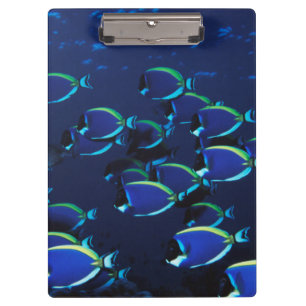 Carpeta De Pinza Pez cirujano azul en polvo en grupo