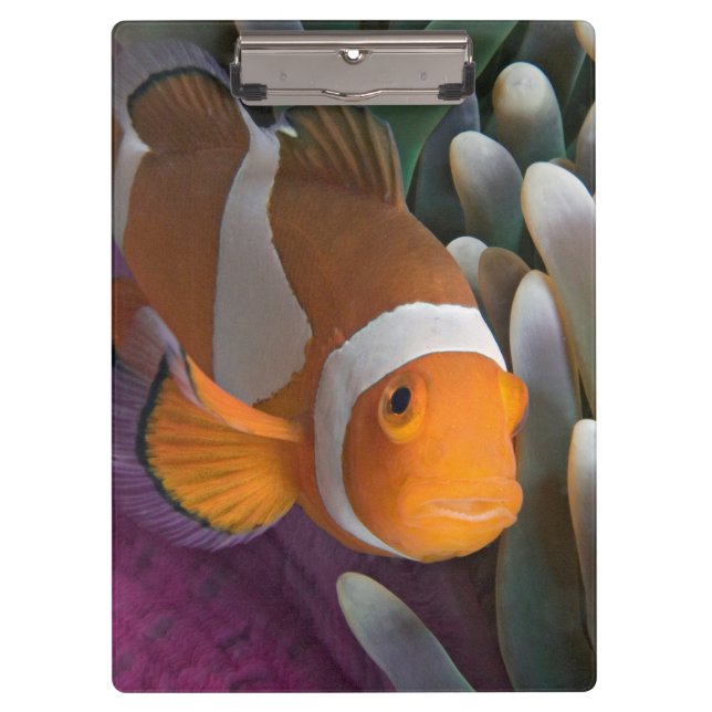 Carpeta De Pinza Pez payaso occidental (Anverso)
