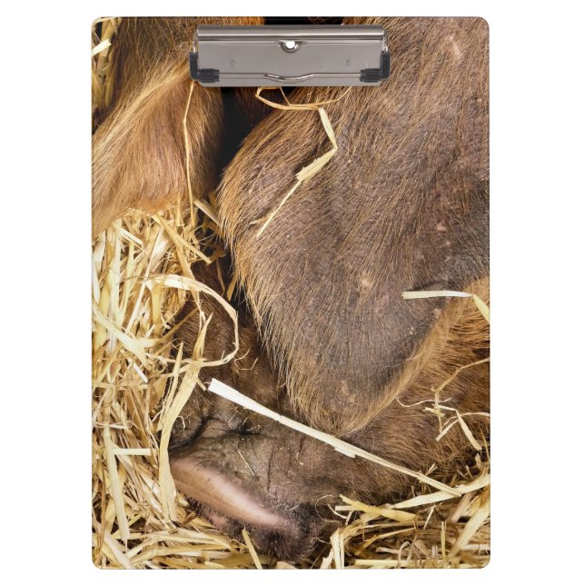 CARPETA DE PINZA PIG (Anverso)