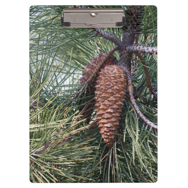 Carpeta De Pinza Pinecona en el pino (Anverso)