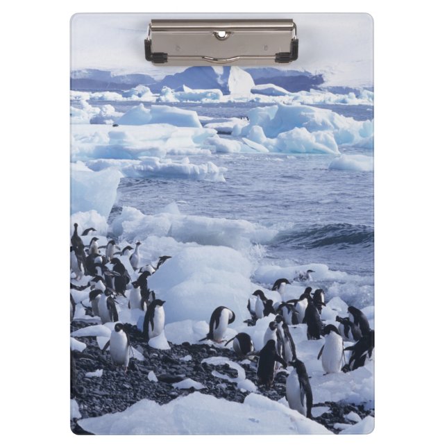 Carpeta De Pinza Pingüinos de Adelia Pygoscelis adeliae (Anverso)