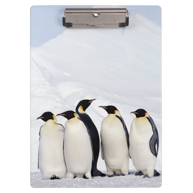 Carpeta De Pinza Pingüinos de emperador (Anverso)