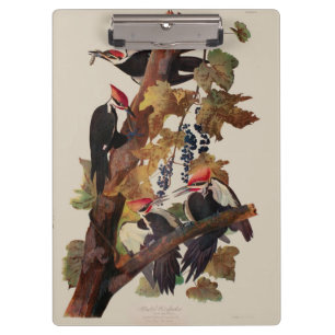 Carpeta De Pinza Pintado de pájaro carpintero con basculante Audubo