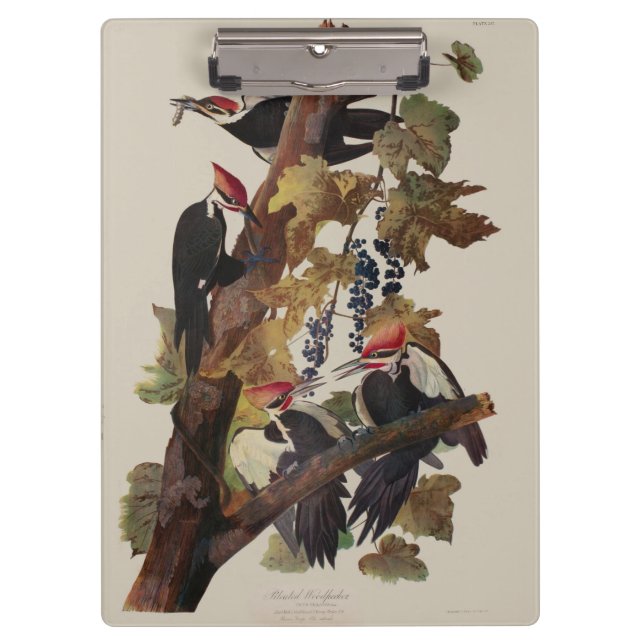 Carpeta De Pinza Pintado de pájaro carpintero con basculante Audubo (Anverso)