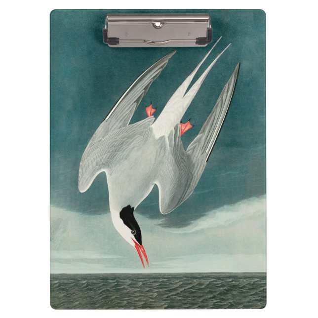 Carpeta De Pinza Pintado de vida silvestre del Ártico Tern Audubon (Anverso)