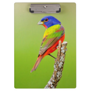 Carpeta De Pinza Pintor (Passerina ciris) Macho Posado