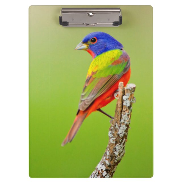 Carpeta De Pinza Pintor (Passerina ciris) Macho Posado (Anverso)
