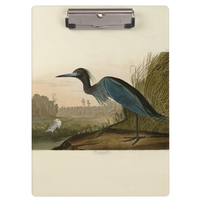 Carpeta De Pinza Pintura de Blue Crane Heron Audubon (Anverso)