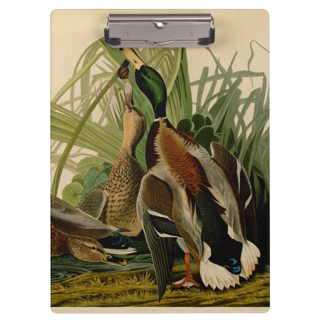 Carpeta De Pinza Pintura de pájaro de Mallard Duck Audubon (Anverso)