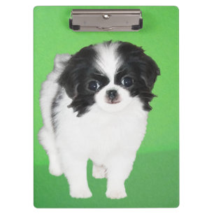 Carpeta De Pinza Pintura japonesa de cachorro con chin - Arte origi