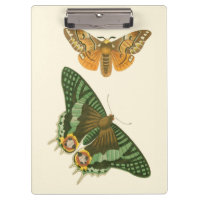 Pintura ligeramente confinada de la mariposa