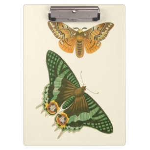 Carpeta De Pinza Pintura ligeramente confinada de la mariposa