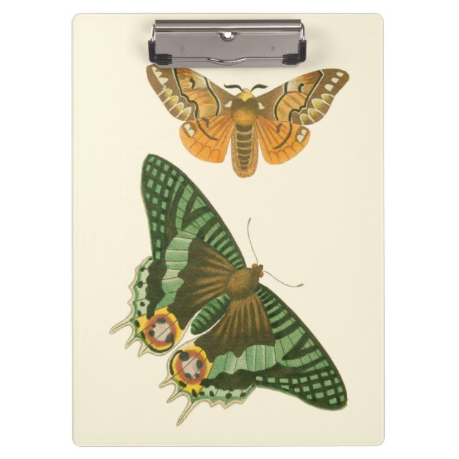 Carpeta De Pinza Pintura ligeramente confinada de la mariposa (Anverso)