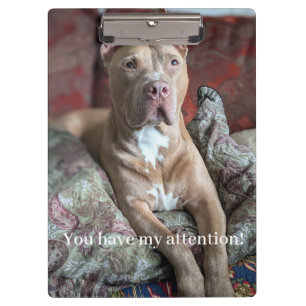 Carpeta De Pinza Pit Bull Bonito