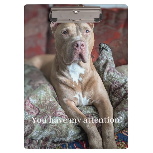 Carpeta De Pinza Pit Bull Bonito (Anverso)
