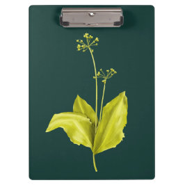 Carpeta De Pinza Planta verde Ajo salvaje Botánico