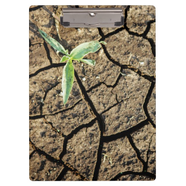 Carpeta De Pinza Plántula en tierra agrietada (Anverso)