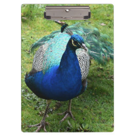 Carpeta De Pinza Poder del Pavo Real Regio
