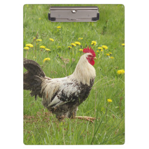 Carpeta De Pinza pollo, gallo, animal, ave, granja, agricultura,