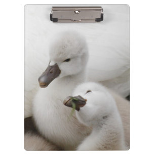 Carpeta De Pinza Pollos del cisne del cisne mudo