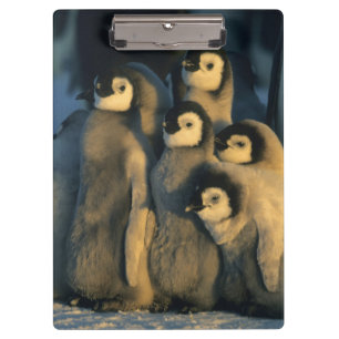Carpeta De Pinza Polluelos de pingüino emperador en guardería, Apte