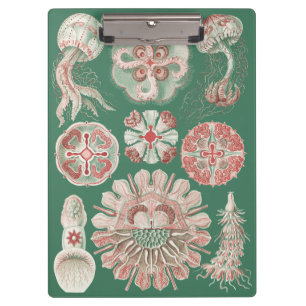 Carpeta De Pinza Póster Verde Medusa Rosa Vida Marina Ernst Haeckel