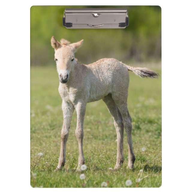 Carpeta De Pinza Potro de caballo de Przewalski, Hungría (Anverso)