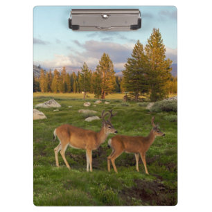 Carpeta De Pinza Prado de Tuolumne, Yosemite