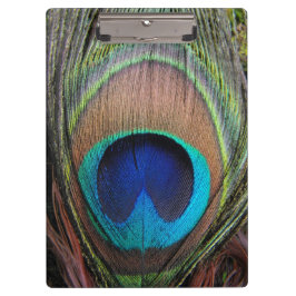 Carpeta De Pinza Primer de cobre azul de la pluma del pavo real