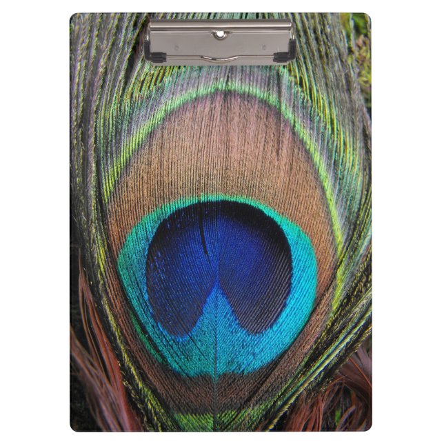 Carpeta De Pinza Primer de cobre azul de la pluma del pavo real (Anverso)